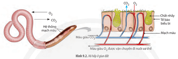 BÀI 28: TRAO ĐỔI KHÍ Ở SINH VẬT