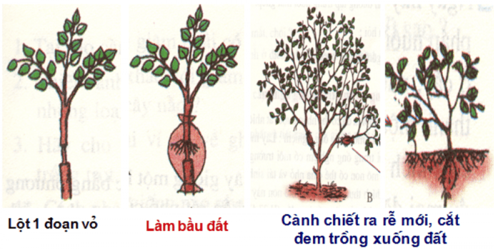 BÀI 39: SINH SẢN VÔ TÍNH Ở SINH VẬT