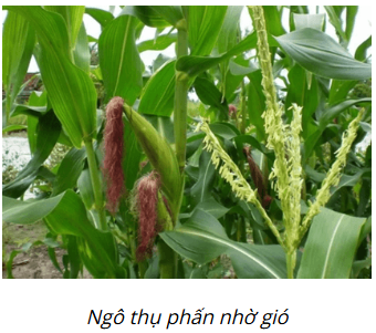 BÀI 41: MỘT SỐ YẾU TỐ ẢNH HƯỞNG VÀ ĐIỀU HÒA, ĐIỀU KHIỂN SINH SẢN Ở SINH VẬT