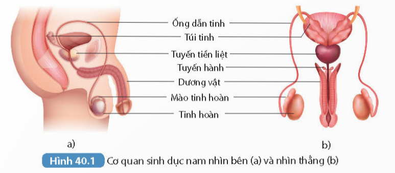 I. HỆ SINH DỤC
