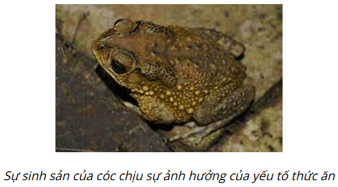 BÀI 41: MỘT SỐ YẾU TỐ ẢNH HƯỞNG VÀ ĐIỀU HÒA, ĐIỀU KHIỂN SINH SẢN Ở SINH VẬT