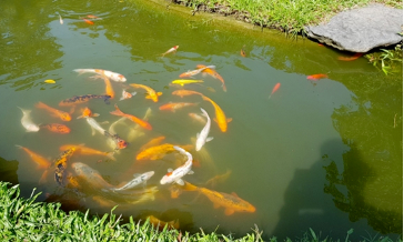 I. Dung dịch, chất tan và dung môi.
