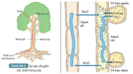 BÀI 30: TRAO ĐỔI NƯỚC VÀ CHẤT DINH DƯỠNG Ở THỰC VẬT