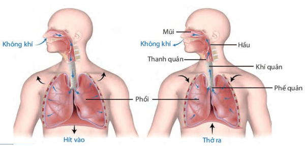 BÀI 28: TRAO ĐỔI KHÍ Ở SINH VẬT
