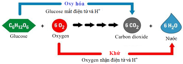 BÀI 25: HÔ HẤP TẾ BÀO