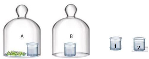 BÀI 25: HÔ HẤP TẾ BÀO