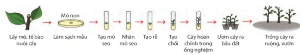 BÀI 39: SINH SẢN VÔ TÍNH Ở SINH VẬT