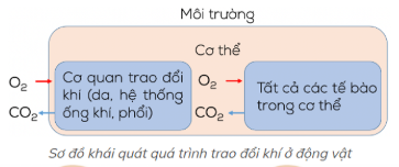 BÀI 28: TRAO ĐỔI KHÍ Ở SINH VẬT