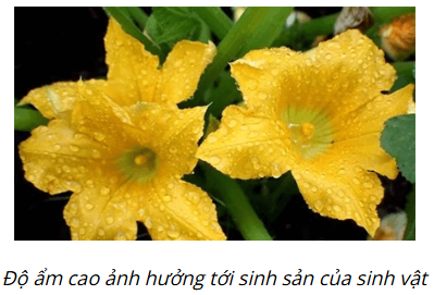 BÀI 41: MỘT SỐ YẾU TỐ ẢNH HƯỞNG VÀ ĐIỀU HÒA, ĐIỀU KHIỂN SINH SẢN Ở SINH VẬT