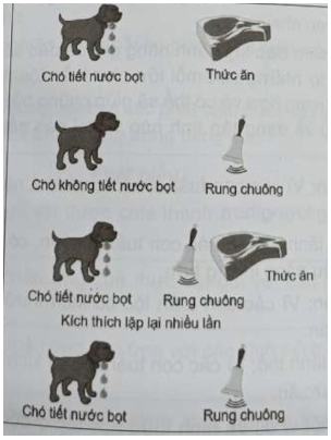 BÀI 34: VẬN DỤNG CẢM ỨNG Ở SINH VẬT VÀO THỰC TIỄN