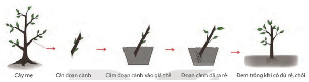 BÀI 39: SINH SẢN VÔ TÍNH Ở SINH VẬT