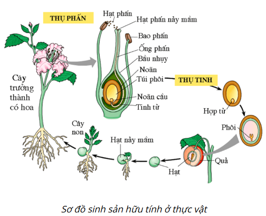 BÀI 40: SINH SẢN HỮU TÍNH Ở SINH VẬT