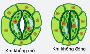 BÀI 30: TRAO ĐỔI NƯỚC VÀ CHẤT DINH DƯỠNG Ở THỰC VẬT
