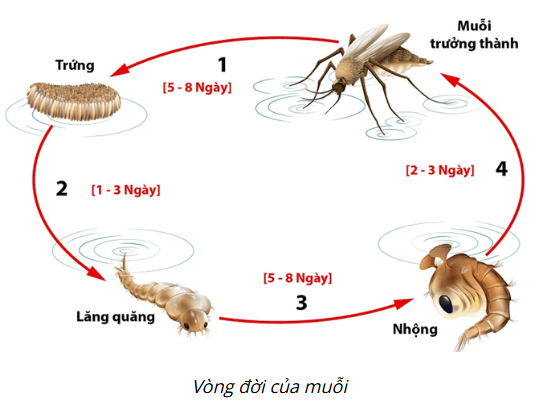 BÀI 37: ỨNG DỤNG SINH TRƯỞNG VÀ PHÁT TRIỂN Ở SINH VẬT VÀO THỰC TIỄN