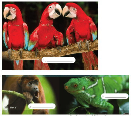 UNIT 2: MONKEYS ARE AMAZING!