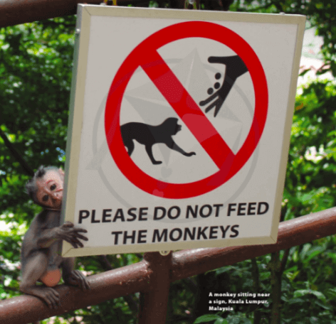 UNIT 3: PLEASE DON’T FEED THE MONKEYS