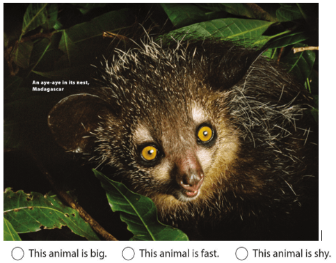 UNIT 2: MONKEYS ARE AMAZING!