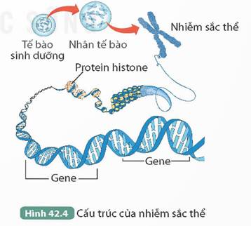 CHƯƠNG XII. DI TRUYỀN NHIỄM SẮC THỂ