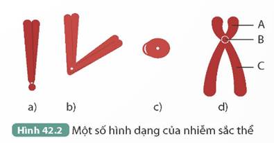 CHƯƠNG XII. DI TRUYỀN NHIỄM SẮC THỂ
