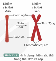 CHƯƠNG XII. DI TRUYỀN NHIỄM SẮC THỂ