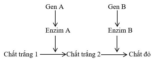 BÀI 7. DI TRUYỀN HỌC MENDEL VÀ MỞ RỘNG HỌC THUYẾT MENDEL