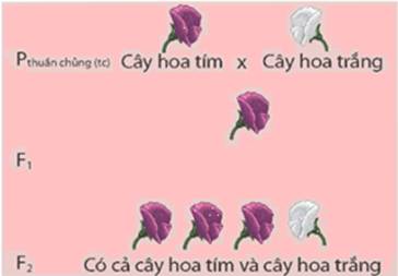 BÀI 35. KHÁI QUÁT VỀ DI TRUYỀN HỌC