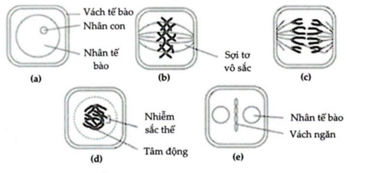BÀI 43. DI TRUYỀN NHIỄM SẮC THỂ