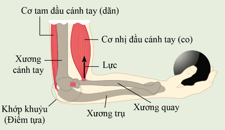 BÀI 19: ĐÒN BẨY
